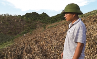 24.000 cây dứa bị hủy hoại sau một đêm