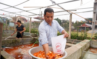 40 tấn cá chép đỏ làng Thủy Trầm sắp vớt lên tiễn ông Công, ông Táo