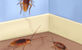 7 dấu hiệu này chứng tỏ sâu bọ, côn trùng đang ngấm ngầm xâm chiếm nhà bạn