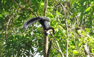 Ám ảnh bẫy thú rừng