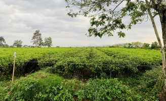  Anh nông dân trồng chè bỗng thành đại gia nhưng hễ có tiền là mua thêm, không chịu bán ra