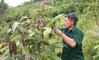 'Báu vật' chè hoa vàng giúp nông dân giàu lên