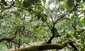 Bưởi cổ thụ cho thu nhập tiền tỷ mỗi năm