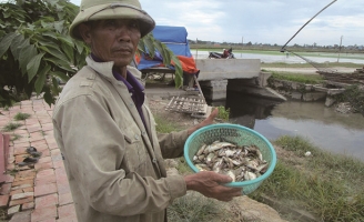 Cá chết hàng loạt trên sông Gòng nghi do khu công nghiệp xả thải