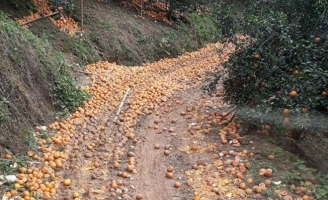 Cam sành rụng đầy đường ở Hà Giang