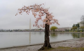 Cây anh đào 'cô đơn' gây sức hút bất ngờ ở thủ đô Mỹ