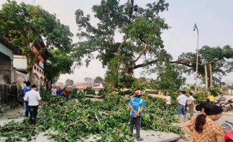 Cây đa hơn 300 tuổi bất ngờ gãy đổ đè 4 học sinh tiểu học bị thương