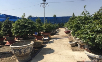 Cây mai 900 triệu đồng của ông chủ ở Sài Gòn