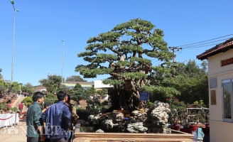 Cây me 'khủng' 60 năm tuổi đã kết trái vẫn còn ra hoa