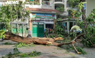 Cây phượng bật gốc đè nhiều học sinh ở TP.HCM, một em tử vong