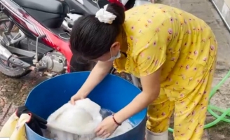 Cơ sở tẩy trắng mực bằng hóa chất: Giám đốc khai 