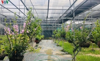 Cơn sốt lan đột biến tiền tỷ làm 'nóng' vựa hoa Đông La, Hà Nội