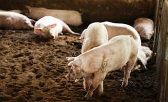 Công ty nông nghiệp rót hơn 500 tỷ vào chăn nuôi heo