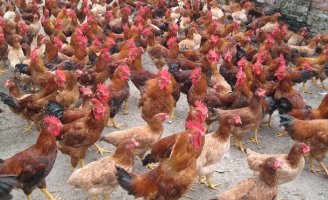 Đàn gà 60.000 con chết ngộp