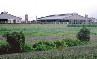 Dân khổ sở vì mùi hôi thối từ trang trại bò sữa