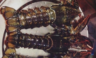 Dân Việt ăn 120 tấn tôm hùm Canada mỗi năm