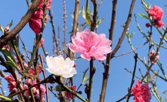 Đào Nhật Tân 3 màu độc lạ thâm nhập thị trường hoa Tết