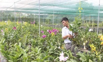 Dè dặt chuẩn bị hoa Tết