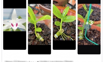 Đột quỵ vì lan đột biến