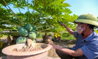 Đu đủ bonsai tiền triệu hút khách trên thị trường Tết 2022