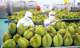 Đừng để sầu riêng thành 'sầu chung'