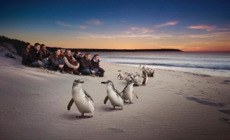 [E] Du Lịch Đảo Phillip, Úc | Traveling to Phillip Island, Australia