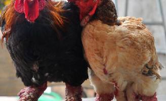 Gà Đông Tảo quý hiếm thế nào mà có giá bán 'trên trời', cao đến kinh ngạc?