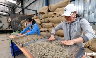 Giá cà phê 'nhảy múa', nông dân trữ hàng