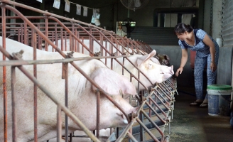 Giá heo ở Đồng Nai lại lao dốc sau đợt tăng ngắn ngủi