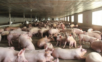 Giá lợn hơi lao dốc, chợ giảm nhỏ giọt, dân buôn kêu ế dài