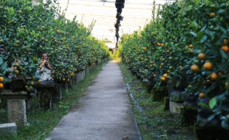 Kiếm hàng trăm triệu nhờ trồng quất cảnh 12 con giáp