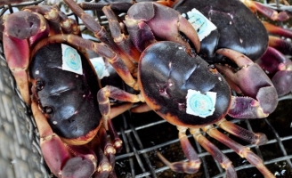 Kỳ lạ loại cua mùi thuốc bắc, đắt hơn cua huỳnh đế được dán nhãn trước khi bán