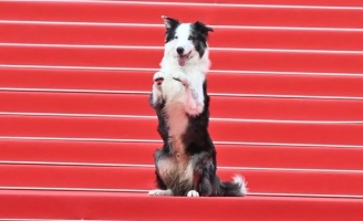 LHP Cannes 2024 rực rỡ ngày khai mạc, chính thức bắt đầu 11 ngày tưng bừng