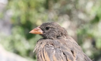 Loài chim sở hữu vẻ ngoài đáng yêu nhưng chuyên uống máu đồng loại để sống sót