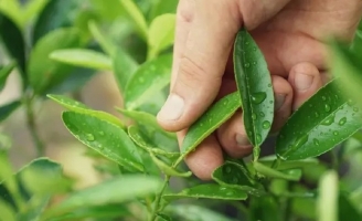 Loại lá ở Việt Nam 'cứ xin là cho', nước ngoài bán gần 6,4 triệu đồng