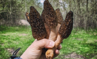 Loài nấm lạ nhìn như tổ ong có giá lên tới 11 triệu VNĐ/kg khiến giới đầu bếp Pháp mê đắm