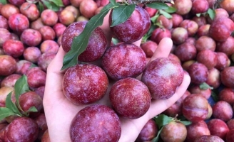 Mận hậu đầu mùa nhộn nhịp trên các trang chợ mạng