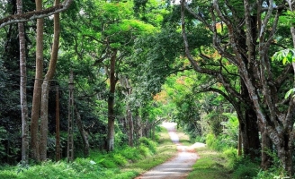  Menard Việt Nam và rừng