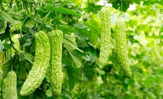 Một số loại rau, quả mùa thu ngon và tốt cho sức khỏe không nên bỏ lỡ