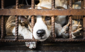 Một triệu chữ ký để chấm dứt nạn buôn bán thịt chó mèo ở Đông Nam Á