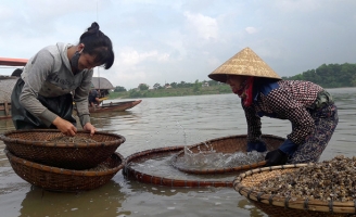 Mùa cào hến trên sông La