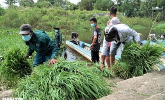 Nghề 'độc', lạ ở miền Tây, chỉ buôn bán mỗi cỏ dại mà đắt như tôm tươi