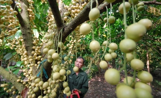 Nghị quyết trung ương 5: Nông nghiệp Việt mất dần giống