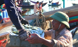 Ngư dân Hà Tĩnh thỏa sức bắt cá trích