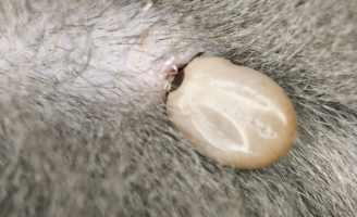 Người phụ nữ tử vong do bị lây virus sau khi bị mèo cắn