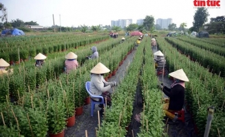 Nhà vườn giảm diện tích trồng hoa Tết, hồi hộp chờ giá cả