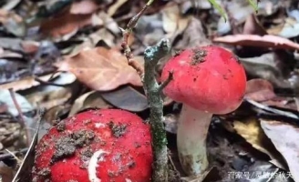 Nhìn như nấm độc nhưng giá hàng triệu đồng/kg, 1 năm chỉ thu hoạch được 10kg