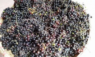 Nho rừng Tây Bắc đắt như nho Mỹ, người Hà thành tranh nhau mua