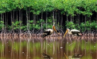 Những câu chuyện về rừng  