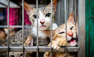 “Tiểu hổ” và vấn nạn buôn bán đang được che đậy 